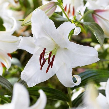 lilium orientalis oriental lily white casa blanca 1