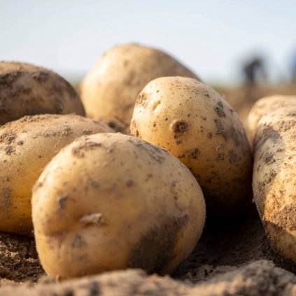 potatoes with brown soil 8ne05zeenvuvu79w (1)
