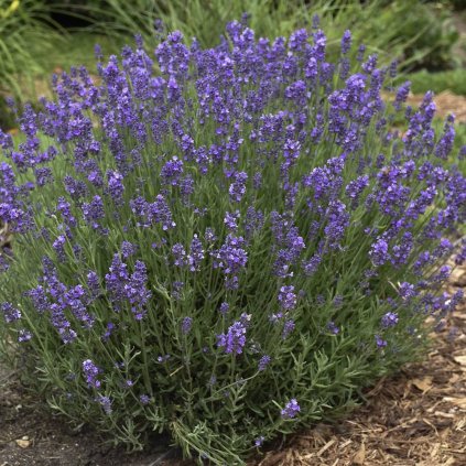 Levandula uzkolista Angustifolia