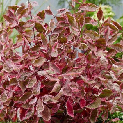 Cornus alba Miracle 1