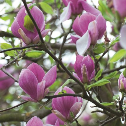 Magnolia Susan