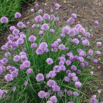 Allium Schoenoprasum Clump