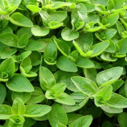 marjoram 2370814 960 720