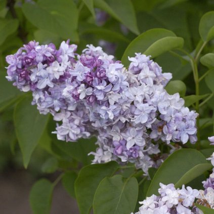 Syringa vulgaris PresidentLincoln