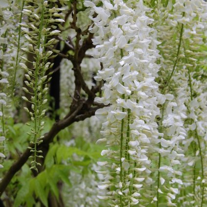 glycine sinensis alba 2 1000px