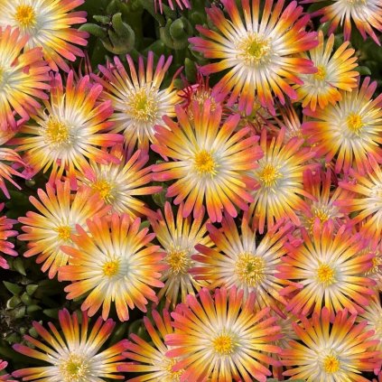 Delosperma Jewel of Desert Ruby USPP23453 Ice Plant scaled (1)