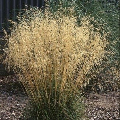 deschampsia cespitosa goldtau ruwe smele 1 1200x1200