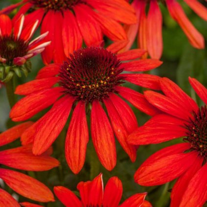 ECHINACEA PURPUROVÁ - RED PEARL