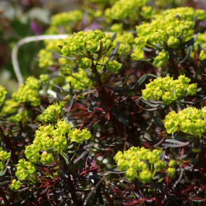 euphorbia cyparissias clarice howard