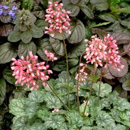 Heuchera Peppermint 2