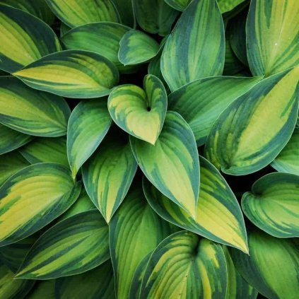 June hosta (2)