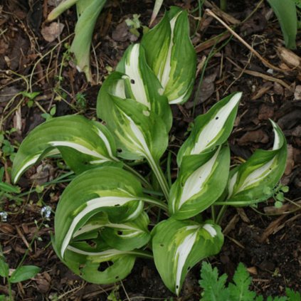 HOSTA UNDULATA - UNIVITTATA_1