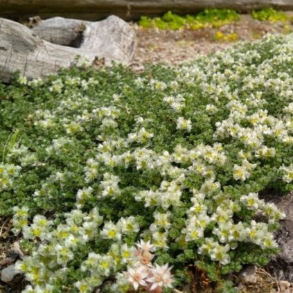 la ssp.serpyllifolia Liivateelehine küüsnelk