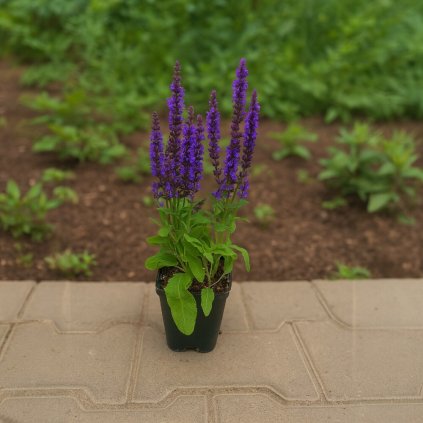 ChatGPT Image Jul 9, 2025, 02 19 54 PM Photoroom