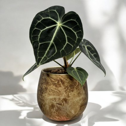 19612 2 anthurium clarinervium