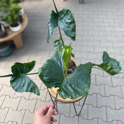 ALOCASIA STINGRAY