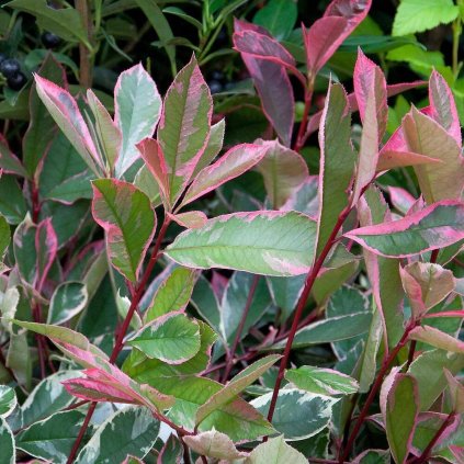 photinia fraseri pink marble