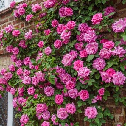 Rose Climbing Zephirine Drouhin 0001661 25752