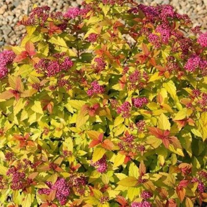 spiraea japonica goldflame PhotoRoom (1) (1)