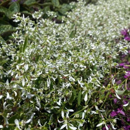 MLIEČNIK ĽUBOVNÍKOLISTÝ (Euphorbia hypericifolia)