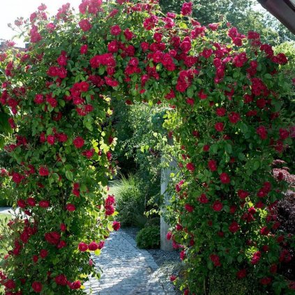 12156950 Rose Greeting to Heidelberg climbing rose on a roses arch PhotoRoom (1) (1)