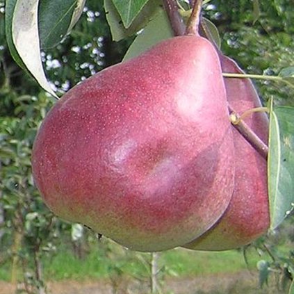 Hruska Dicolor