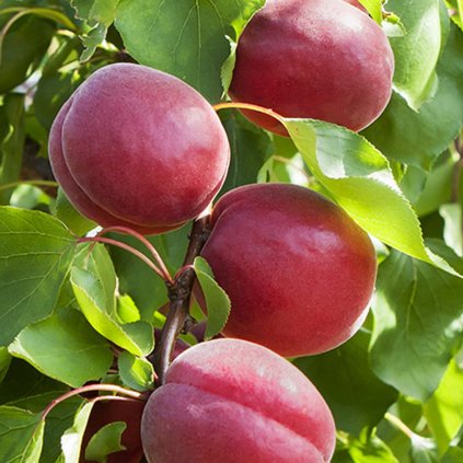Marhula Sweetred