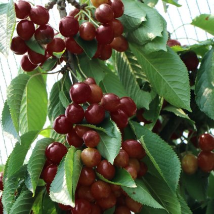 Ceresna Starking Hardy Giant