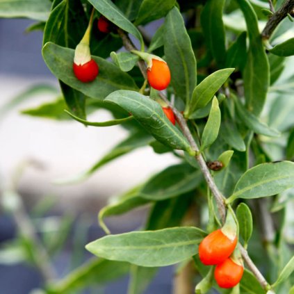 Goji Sweet Success
