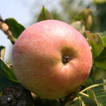 Jablon Orangeapfel