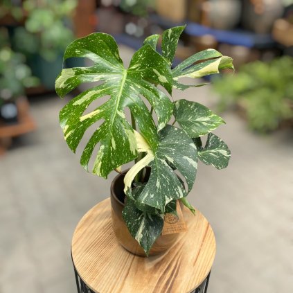 MONSTERA DELICIOSA THAI CONSTELLATION