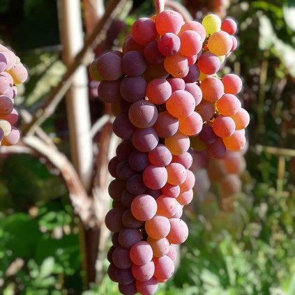 Vitis vinifera Apulia