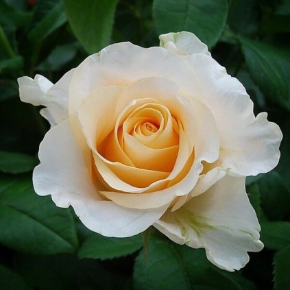 Róża Casanova 2 (1) (1)