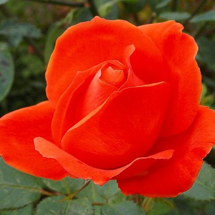 orange rose (1)