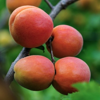 Prunus armeniaca Kuresia