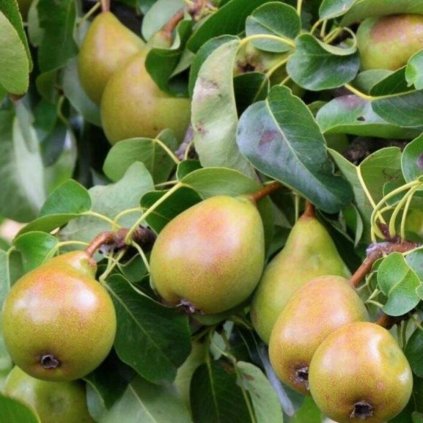 pyrus communis bonne louise