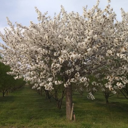 Prunus serrulata Taihaku