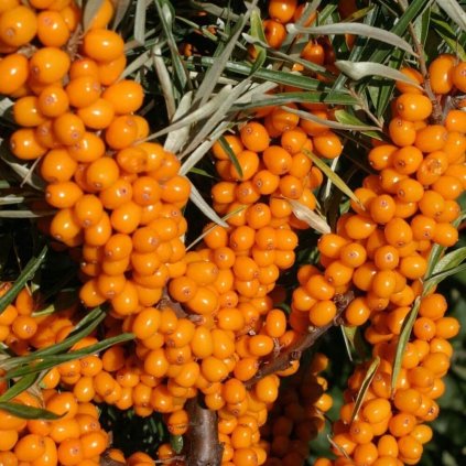 hippophae rhamnoides l klaudie rakytnik resetlakovy 2151 2882 (1) (1)