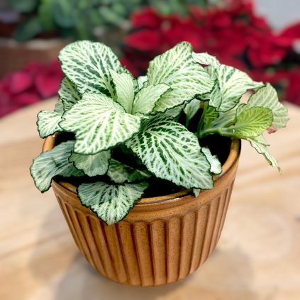 FITTONIA MOSAIC SNOW ANNE