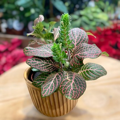 FITTONIA DARK PINK VEINS Plantex