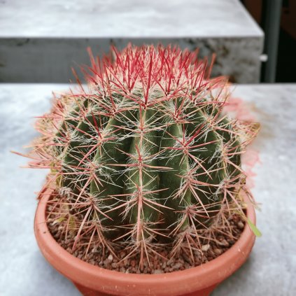 KAKTUS FEROCACTUS STAINESII Plantex