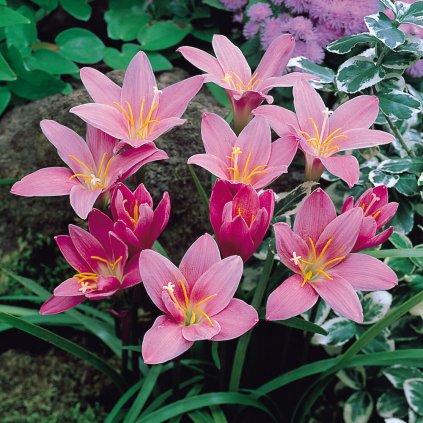 Zephyranthes robusta 0002416 56452