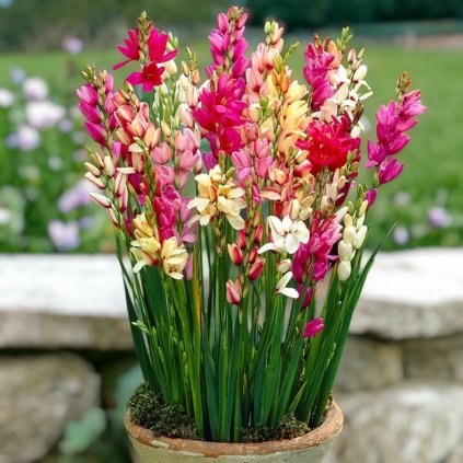 ixia wand flowe