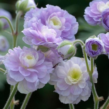 Geranium Summer Skies Cranesbill 0004090 3 37698 Photoroom (1)