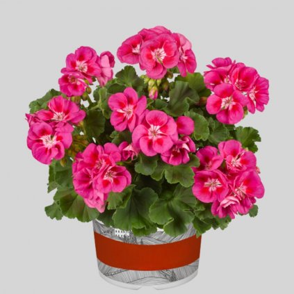 25569 muskat nina pink white eye