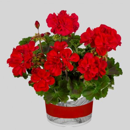 25584 muskat dolce vita gisela