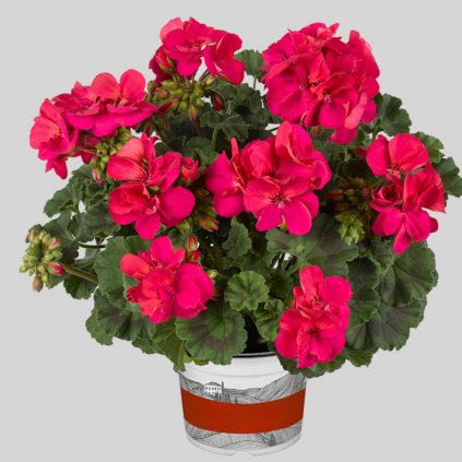 25590 muskat dolce vita naomy