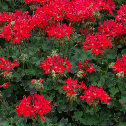 Geranium summer twist red