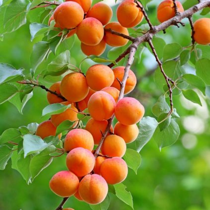 apricots