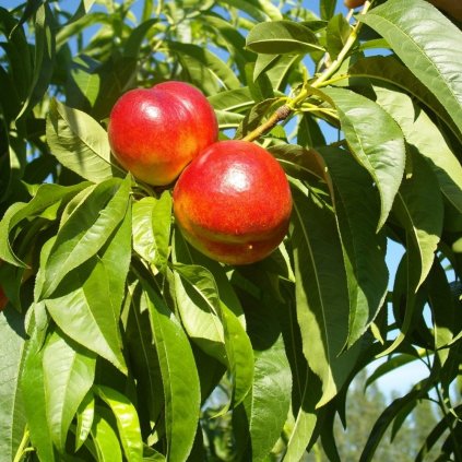 nectarines 1